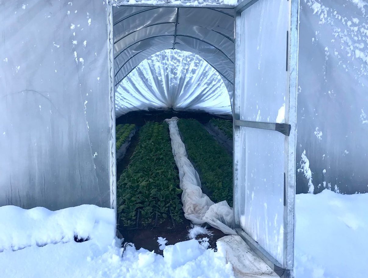 Invernadero Sankalpa de grandes dimensiones con cultivos protegidos bajo nieve